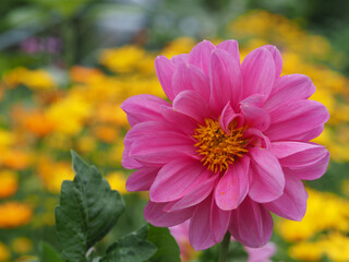 Rosa Dahlie mit gelben Hintergrund