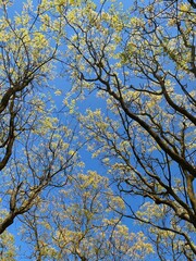 Forest, lush foliage, tall trees at spring or early summer - photographed from below