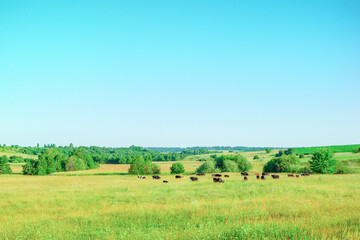 Obraz na płótnie Canvas cows graze on a summer meadow on a sunny summer day