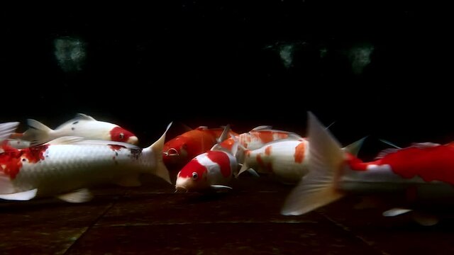 Various colour of Koi fishes swim view underwater footage with dark background and bubble at surface