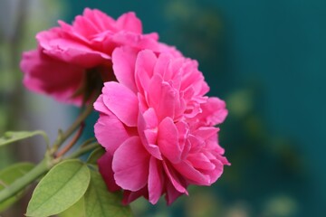 Fototapeta premium pink flower
