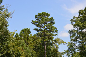 Pine tree in the forest