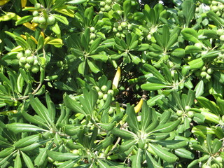 Végétation espagnole