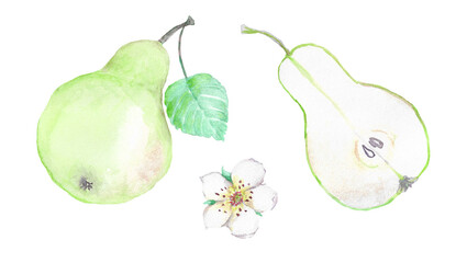 a watercolor green ripe pears with a flower
