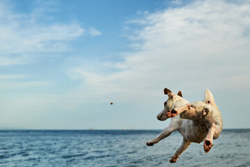 Dog by the sea. The dog plays and jumps on the seashore.