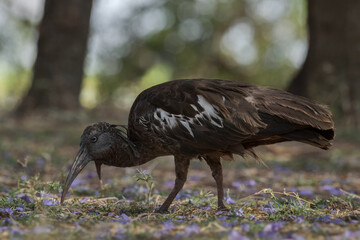 Wattled Ibis - Bostrychia carunculata, unique rare bird endemic to the Ethiopian highlands, Bale mountains, Ethiopia.