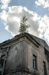 Fototapeta na wymiar Old, dilapidated abandoned building with a tree growing on the roof, against the background of the sky and clouds. 