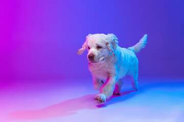 Beautiful calm big dog white Clumber running, playing isolated over gradient pink blue studio background in neon light filter. Concept of motion, action, pets love, animal life.