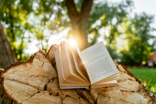 An open book on a wooden stump in the park at sunset