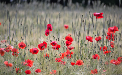 Mohn vive