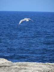 Mouette oc&eacute;an