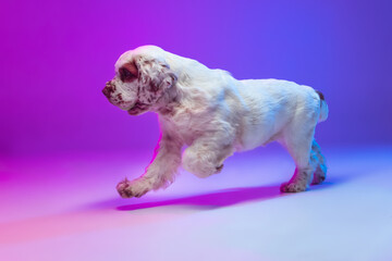One dog white Clumber running isolated over gradient pink blue studio background in neon light filter. Concept of motion, action, pets love, animal life.