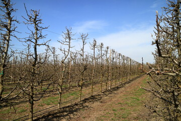 Obraz premium Apple garden in the spring.