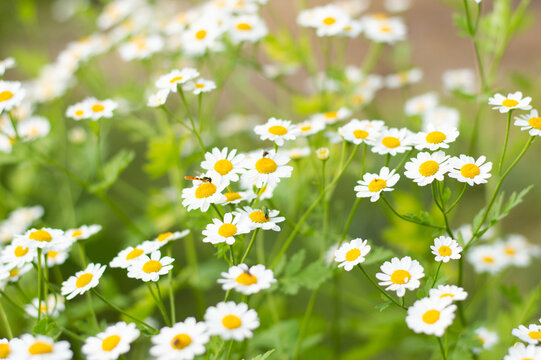 Blurred image of daisies with bugs on the background of a summer meadow.
