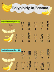 polyploidy in banana  which have three set of chromosome (triploid).