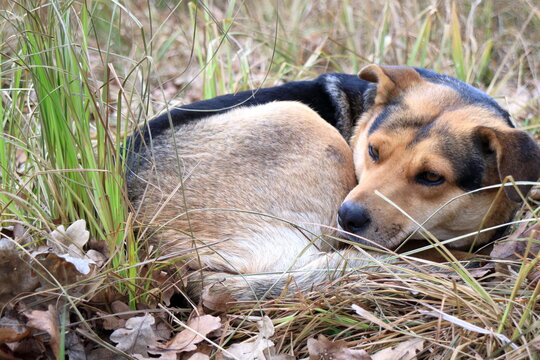 A homeless dog lies on the grass.