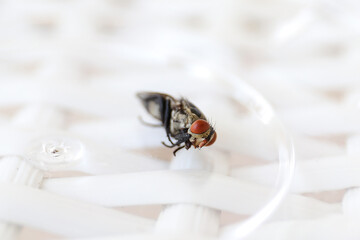 Common fly on a white chair, macro flies. A small common housefly insect macro photo on a white...