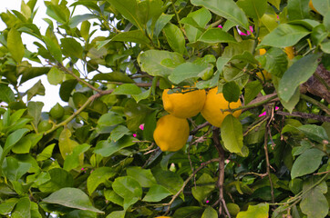 Ripe yellow lemons on a tree close-up.