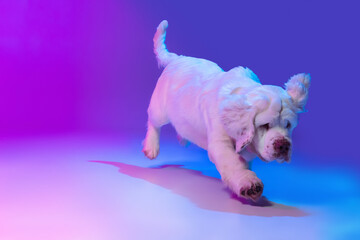 Beautiful calm big dog white Clumber running, playing isolated over gradient pink blue studio background in neon light filter. Concept of motion, action, pets love, animal life.