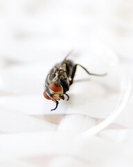 Common fly on a white chair, macro flies. A small common housefly insect macro photo on a white...