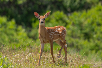 Naklejka na ściany i meble A Whitetail fawn looking at me in curiosity.