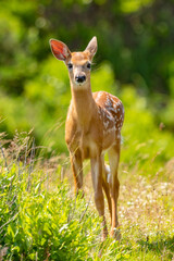 A Whitetail fawn looking at me in curiosity.