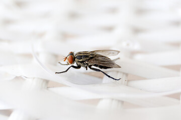 Common fly on a white chair, macro flies. A small common housefly insect macro photo on a white chair.