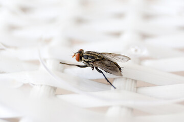 Common fly on a white chair, macro flies. A small common housefly insect macro photo on a white...