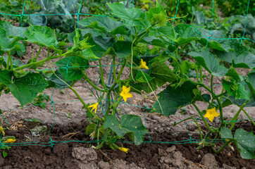 Fresh Organic Cucumbers Growing on Trellis.Cucumbers grow on a bed.