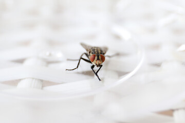 Common fly on a white chair, macro flies. A small common housefly insect macro photo on a white...