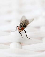 Common fly on a white chair, macro flies. A small common housefly insect macro photo on a white chair.