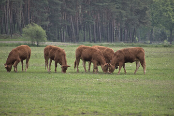 Cowpow