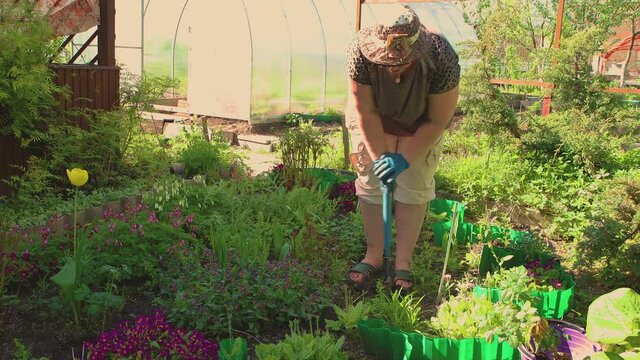 A woman bending over digs a hole for planting a rose. Hobbies for middle-aged and older people. The concept of agricultural work in the vegetable garden, in the country. UHD 4K.