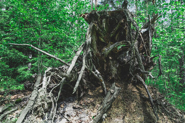 The roots of the fallen old tree were coming out of the ground. Mystical forest background