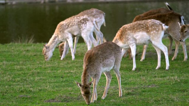 Fallow deers eating grass along the river in the woods, waving its ears and tails. Young bucks on the meadow near water. Animal observing in natural environment. Concept of animal family. 