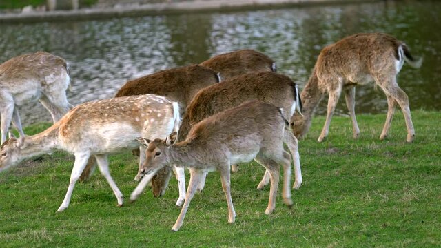 Beautiful fallow deers eating grass along the river in the woods, waving its ears and tails. Young bucks on the meadow near water. Concept of animal family. Animal observing in natural environment. 