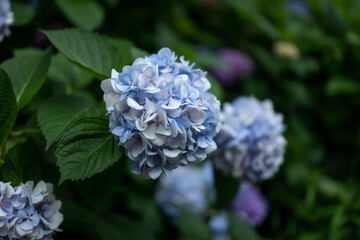 Hortensie