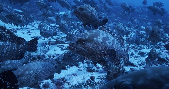 Camouflage Grouper spawn Fakarava Atoll close up.