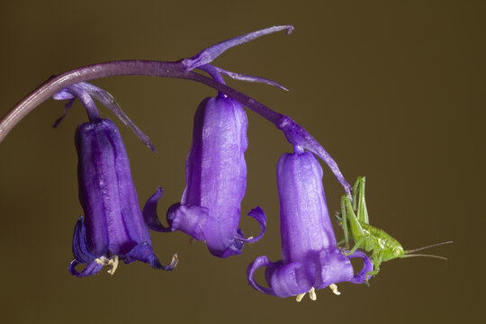 Ruspolia nitidula cricket on flower
