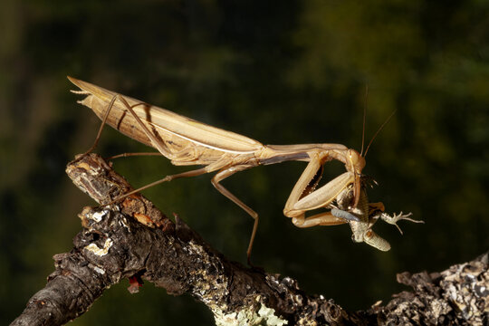 Praying mantis on leaf in nature