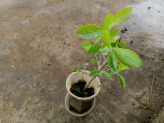 Indian Ayurvedic Mehndi ( Henna ) trees are planted in plastic pots