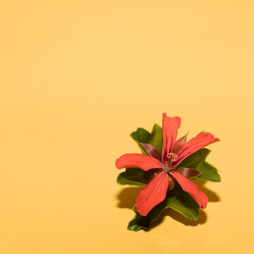 Red Geranium.  .Minimal Concept, Still Life.  Golden Yellow Backgroun