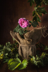 rosehip flower in a jug on a dark wooden background