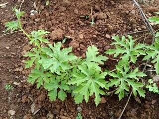The Bitter gourd seedlings are ready in the field
