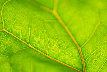 Ficus Lyrata