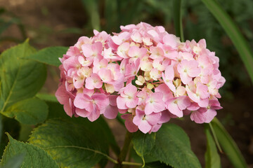  Flowering hortensia plant (Hydrangea macrophylla). Blossoming flowers in summer garden. Pink hydrangea