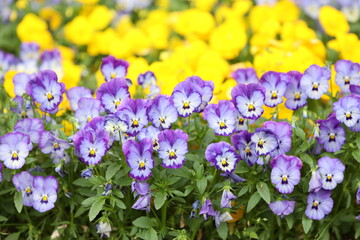 カラフルに咲き誇る花