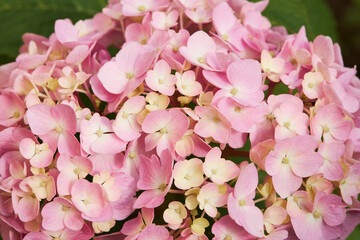  Flowering hortensia plant (Hydrangea macrophylla). Blossoming flowers in summer garden. Pink...