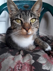 portrait of a cat on a chear