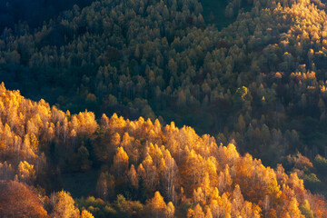 Morning sunlight over autumn forest
